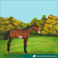 Horse Color:Bay Frame 
