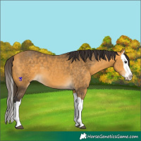 Horse Color:Buckskin Splash 