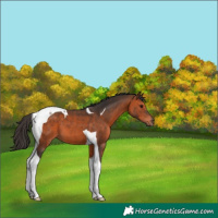 Horse Color:Bay Tobiano 