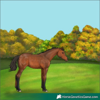 Horse Color:Bay 