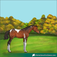 Horse Color:Bay Tobiano 