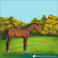Horse Color:Bay 