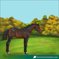 Horse Color:Bay 