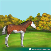 Horse Color:Bay Splash 
