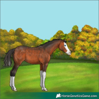 Horse Color:Bay Splash 
