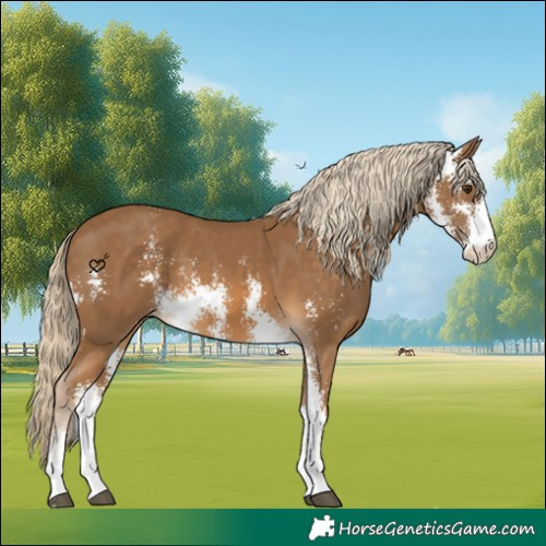 Horse Color:Chocolate Palomino Sabino 
