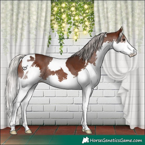 Horse Color:White Spotted Silver Brown Splash Tobiano