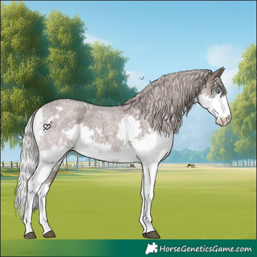 Horse Color:White Spotted Silver Blue Roan Splash Rabicano 