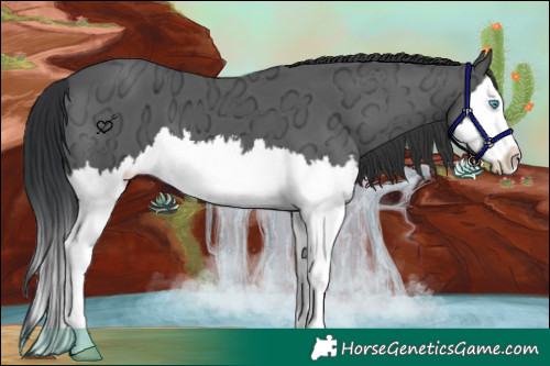 Horse Color:Black Ice Sabino Splash