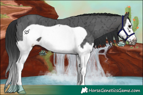 Horse Color:Brown Ice Sabino Splash Frame