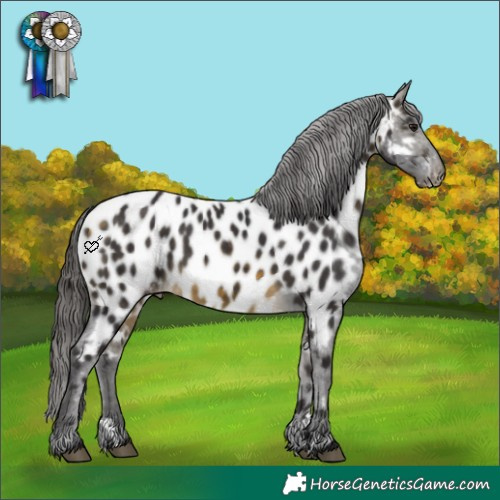 Horse Color:Buckskin Appaloosa 
