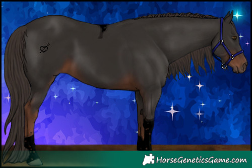 Horse Color:Void Liver Chestnut Tobiano