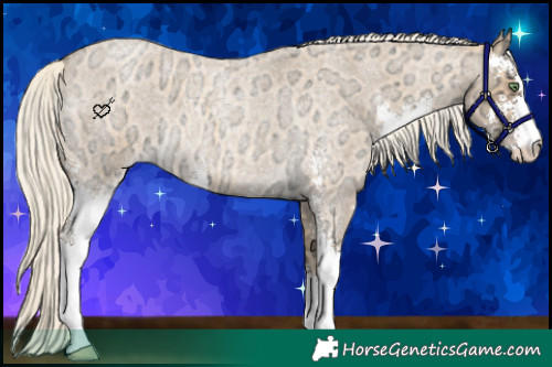 Horse Color:Gold Cream Champagne Ice Roan Sabino