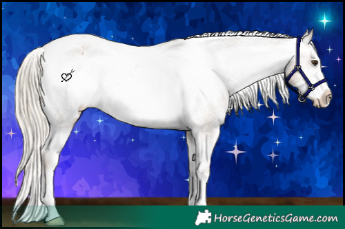 Horse Color:Chocolate Palomino Frame Appaloosa 