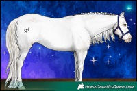 Horse Color:Chocolate Palomino Frame Appaloosa