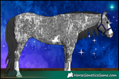 Horse Color:Black Ice Appaloosa
