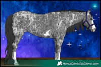Horse Color:Black Ice Appaloosa