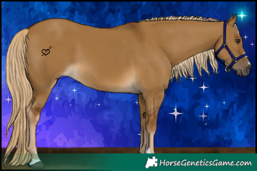 Horse Color:Chocolate Palomino Dun
