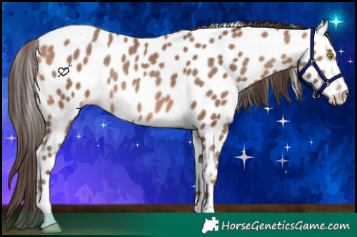 Horse Color:Sable Champagne Appaloosa Rabicano
