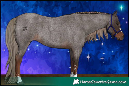 Horse Color:Liver Red Roan