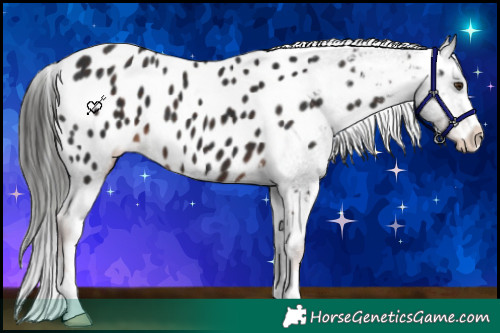 Horse Color:Liver Chestnut Appaloosa 