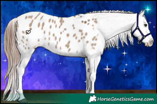 Horse Color:Liver Red Dun Appaloosa 