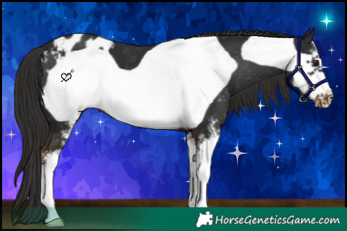 Horse Color:Liver Chestnut Sabino Frame Appaloosa 