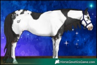 Horse Color:Liver Chestnut Sabino Frame Appaloosa 