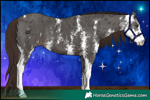 Horse Color:Liver Chestnut Ice Sabino 
