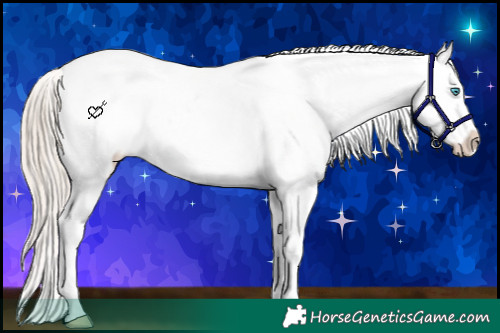 Horse Color:Chocolate Palomino Pearl Appaloosa 