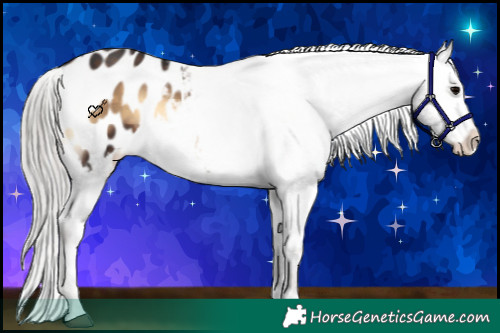 Horse Color:Silver Brown Onyx Appaloosa