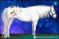 Horse Color:Silver Brown Onyx Appaloosa 