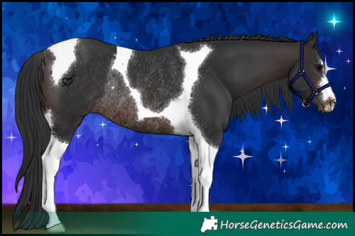 Horse Color:Brown Tobiano Rabicano 