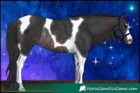 Horse Color:Brown Tobiano Rabicano
