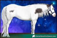 Horse Color:Silver Brown Splash Tobiano Rabicano 