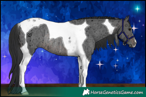 Horse Color:Brown Ice Tobiano Rabicano