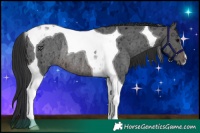 Horse Color:Brown Ice Tobiano Rabicano 