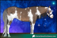 Horse Color:Bay Dun Sabino Splash