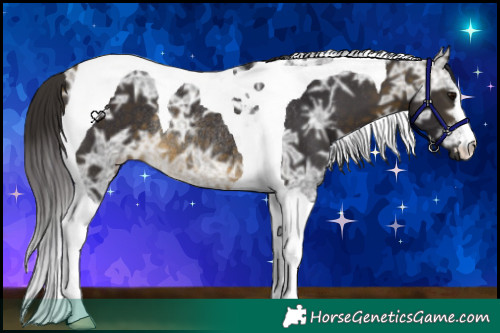 Horse Color:Buckskin Ice Tobiano Rabicano
