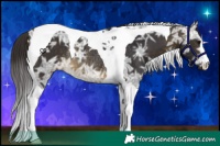 Horse Color:Buckskin Ice Tobiano Rabicano