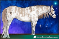 Horse Color:Liver Red Dun Sabino Splash 