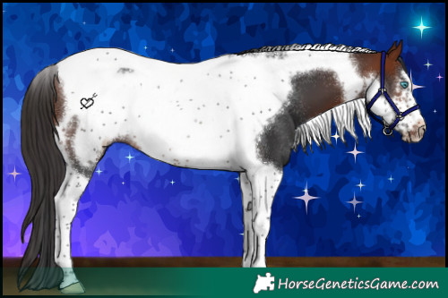 Horse Color:Bay Tobiano Frame Rabicano