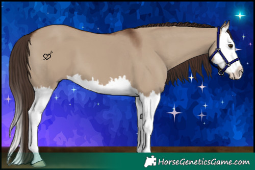 Horse Color:Liver Red Dun Splash