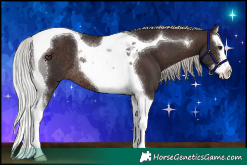 Horse Color:Silver Brown Splash Tobiano Rabicano 