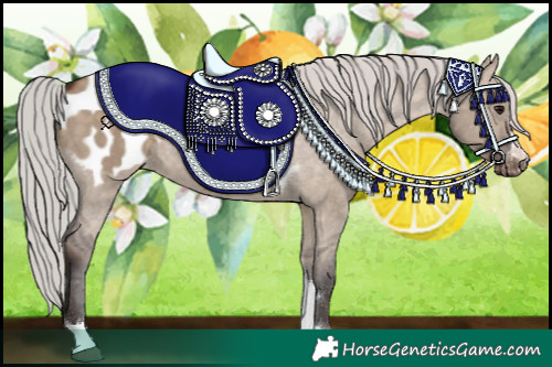 Horse Color:Silver Brown Dun Tobiano Appaloosa Rabicano 