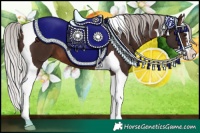 Horse Color:Silver Brown Splash Tobiano