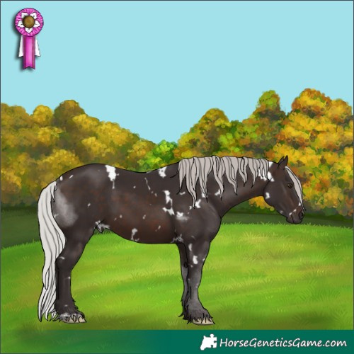 Horse Color:White Spotted Silver Brown 