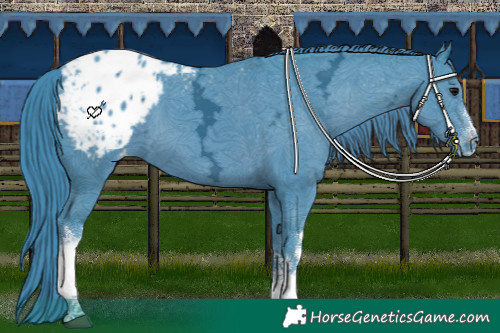 Horse Color:Watercolor White Spotted Black Ice Appaloosa