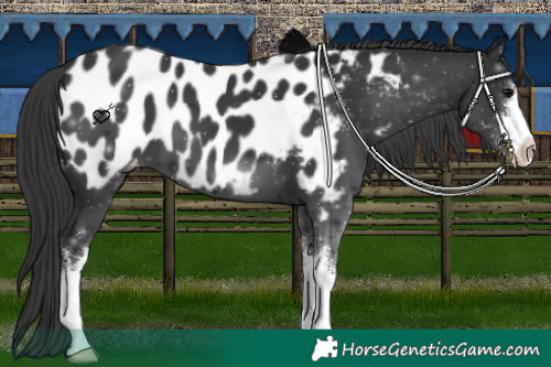 Horse Color:White Spotted Black Appaloosa