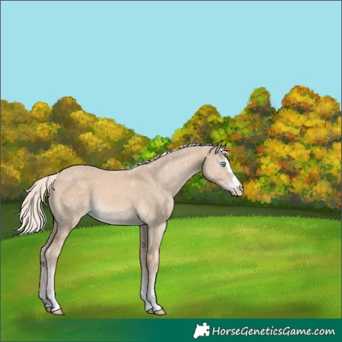 Horse Color:Cremello 